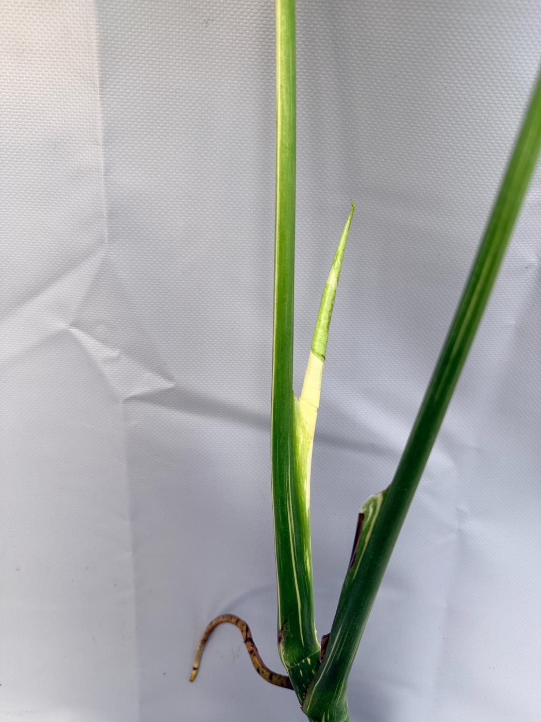 Monstera Thai Constellation XL 10