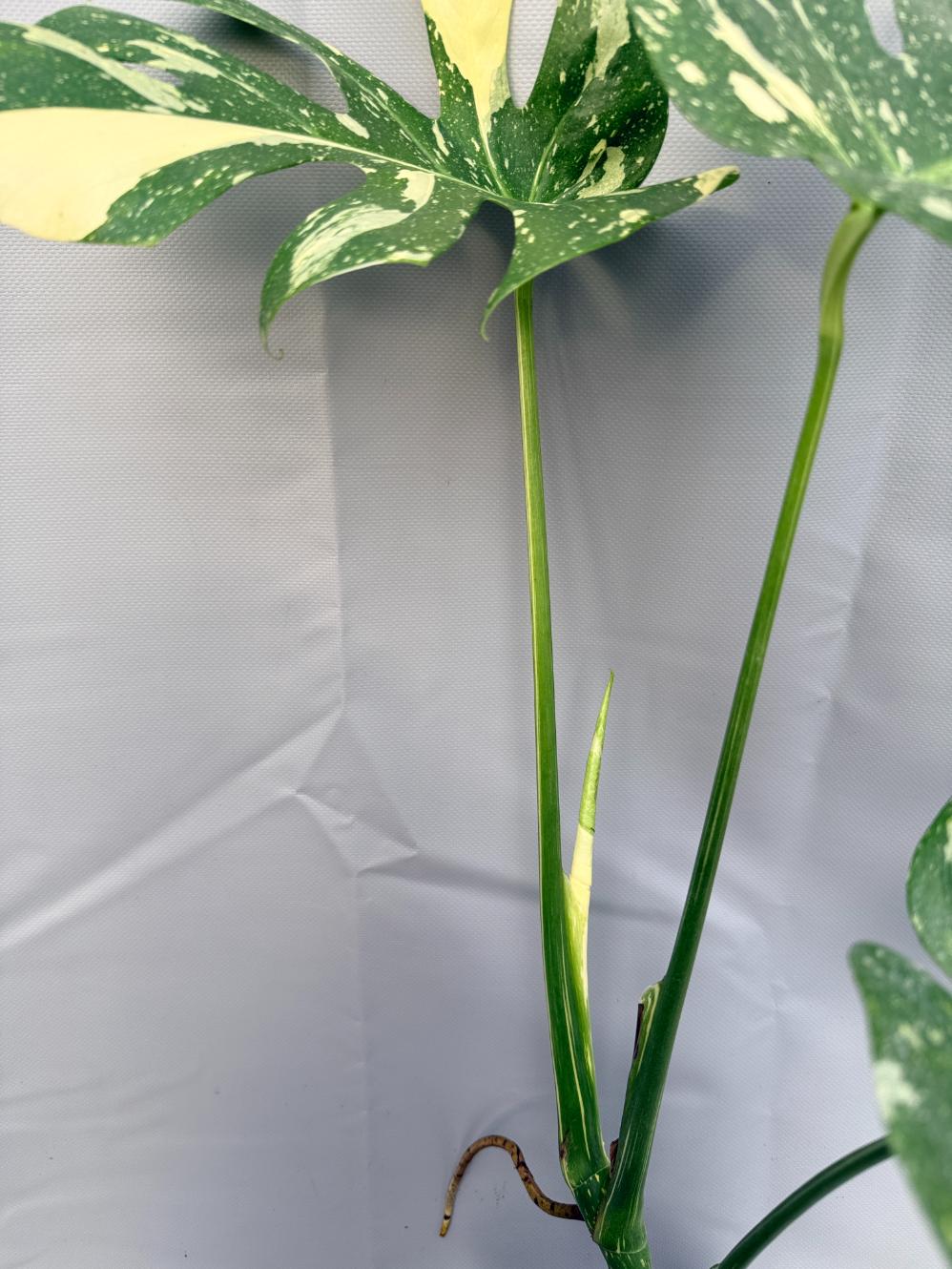 Monstera Thai Constellation XL 11