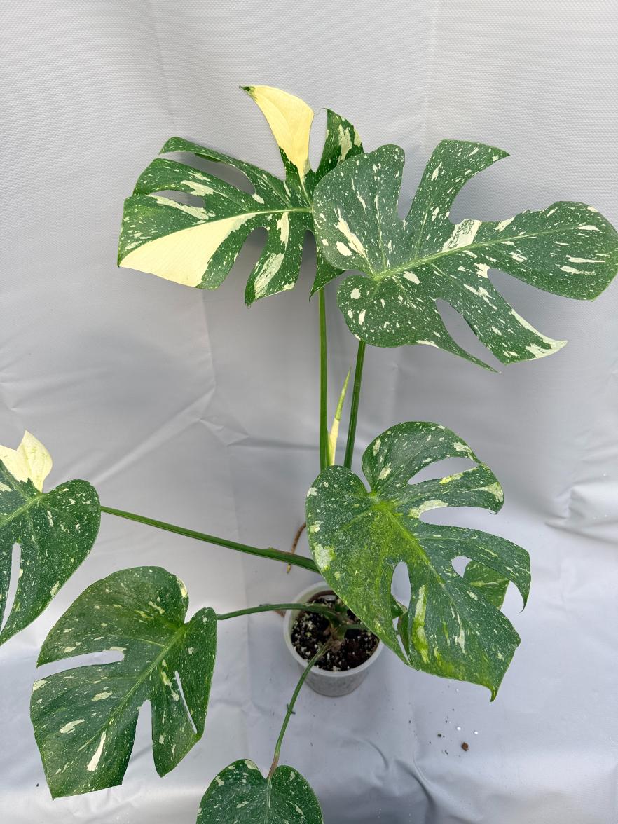 Monstera Thai Constellation XL 1