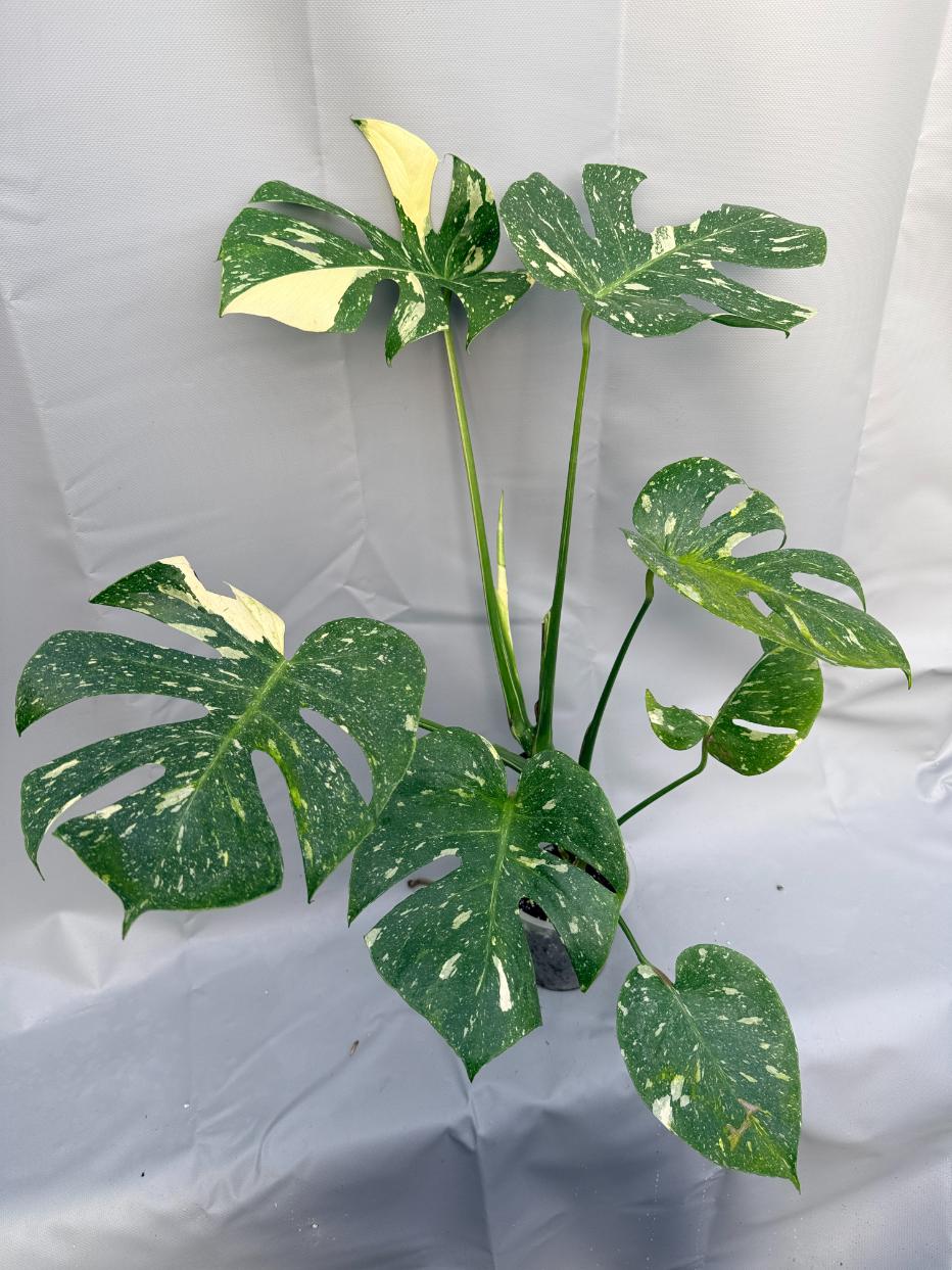 Monstera Thai Constellation XL 2