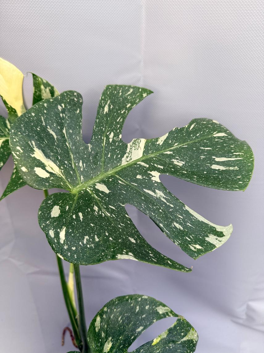 Monstera Thai Constellation XL 4
