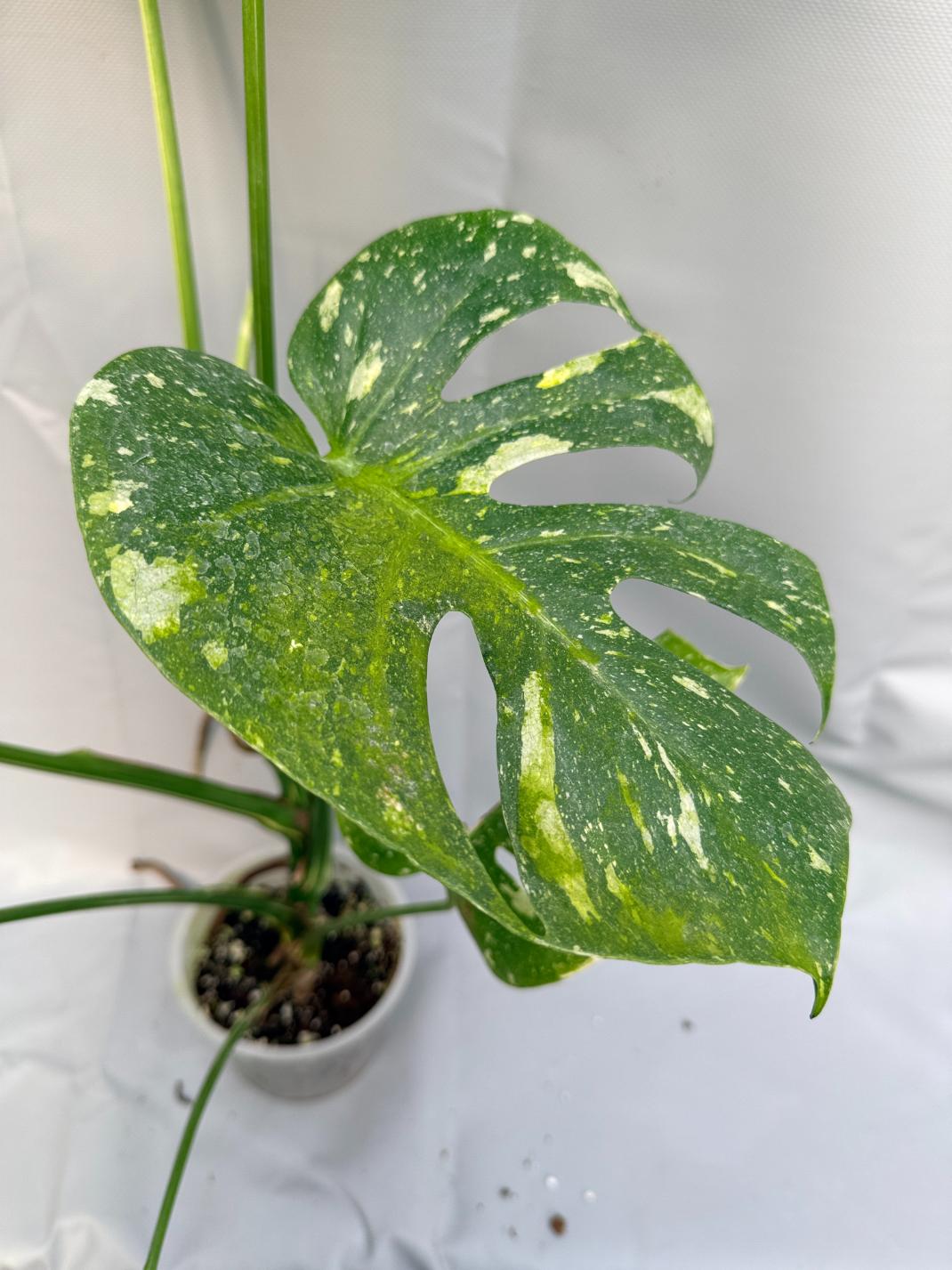 Monstera Thai Constellation XL 5