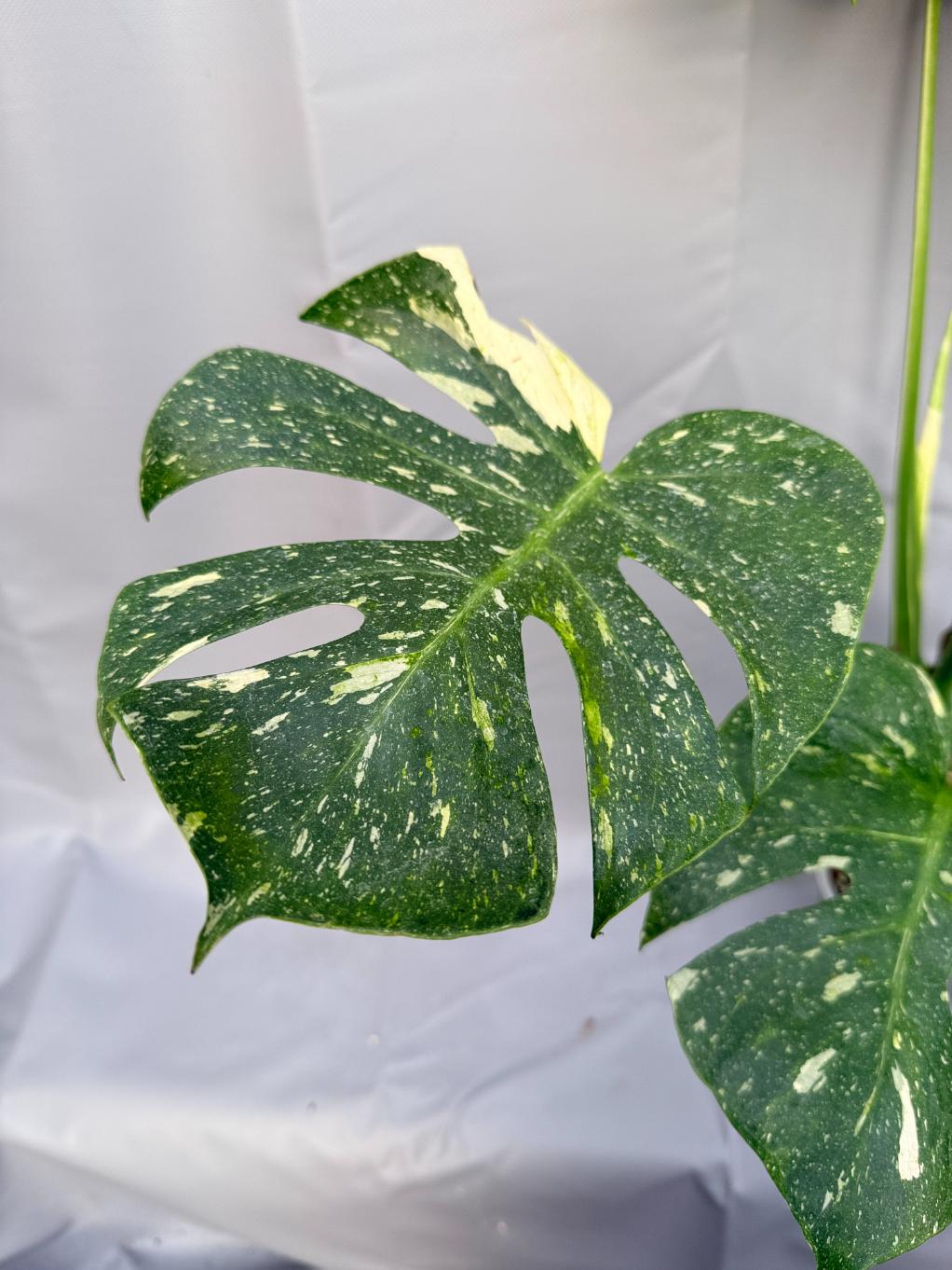 Monstera Thai Constellation XL 6