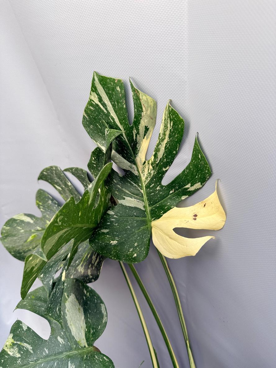 thai constellation monstera large Large Monstera thai constellation