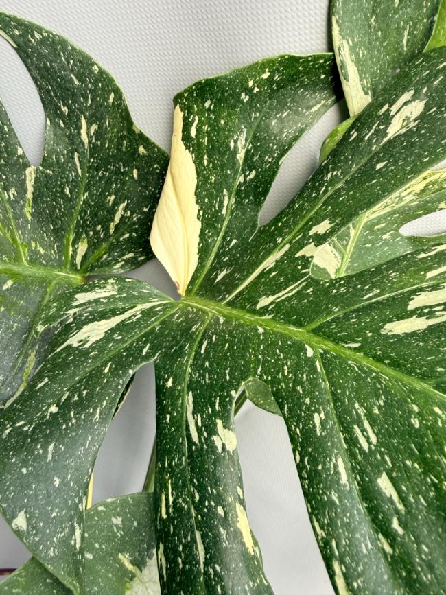 Monstera Thai Constellation XL 10