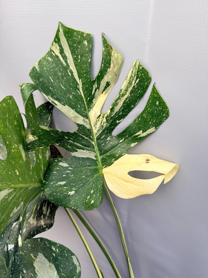 Monstera Thai Constellation XL 3
