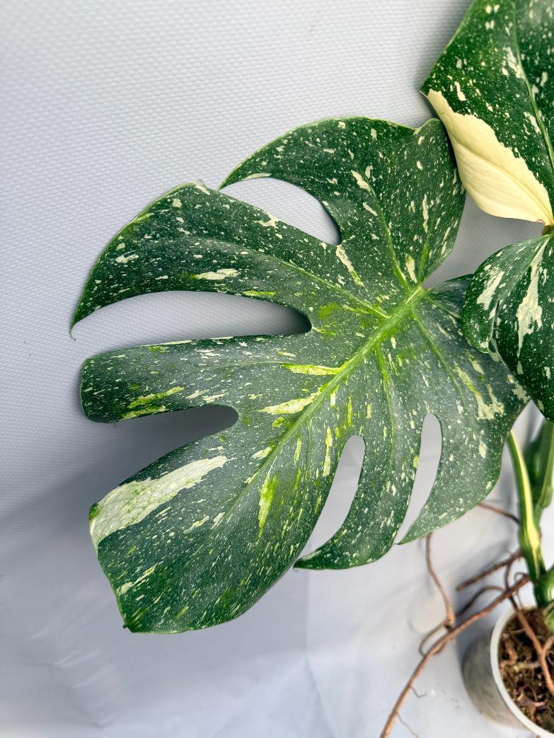 4 monstera thai constellation Large Monstera thai constellation