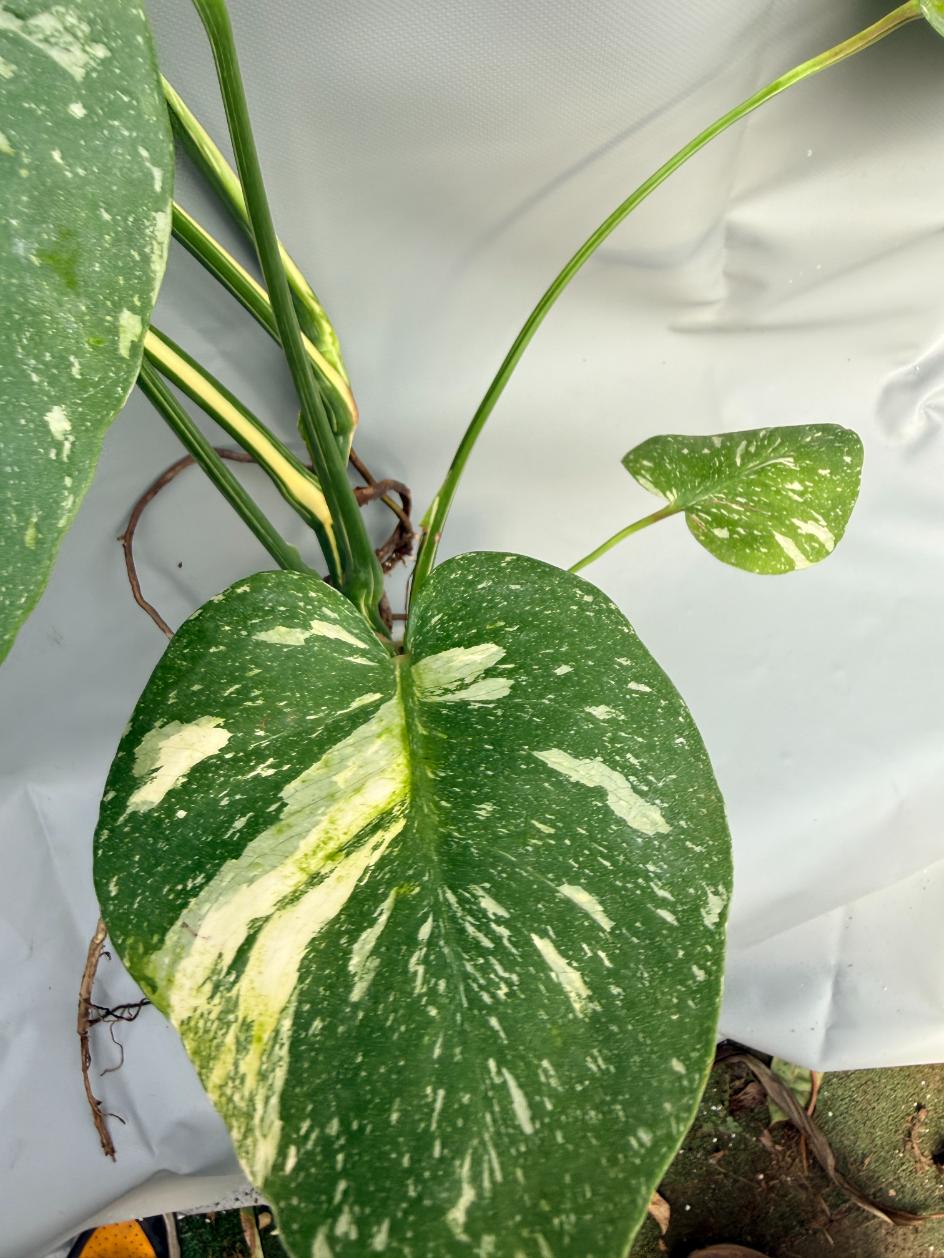Monstera Thai Constellation XL  6