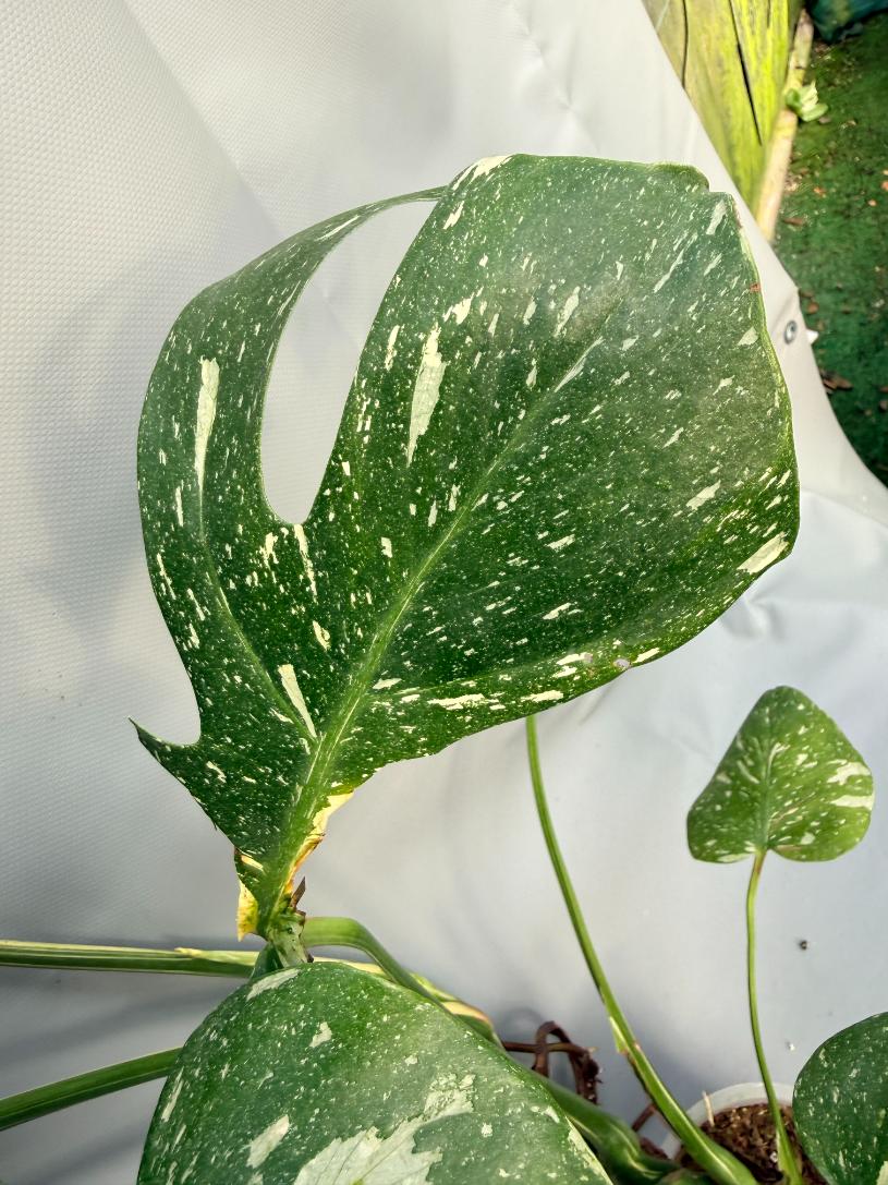 Monstera Thai Constellation XL 7