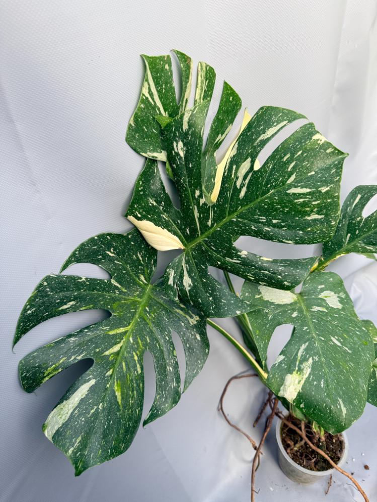 Monstera Thai Constellation XL 8