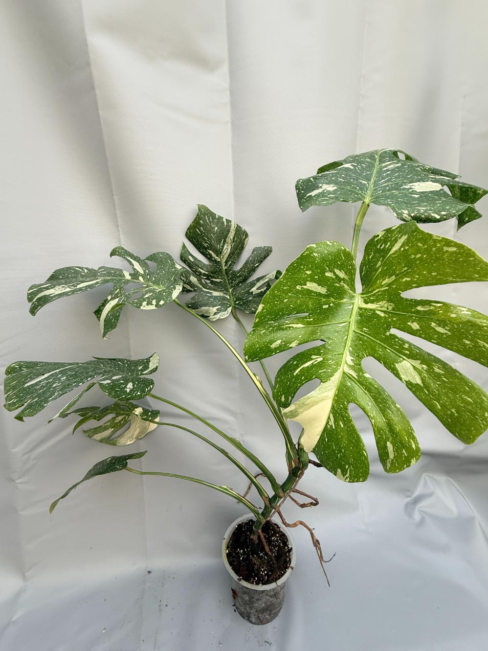 Monstera Thai Constellation XL 2