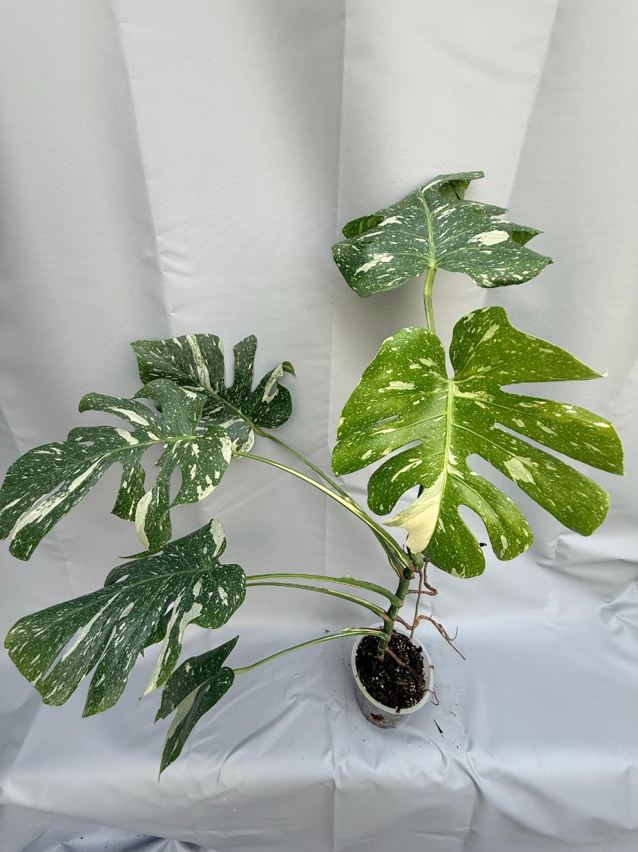 Monstera Thai Constellation XL 3