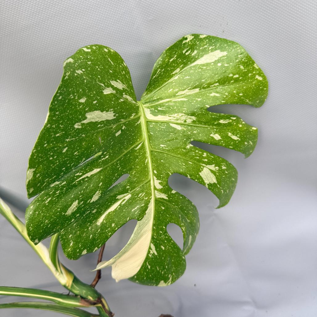 philodendron monstera thai constellation Large Monstera thai constellation