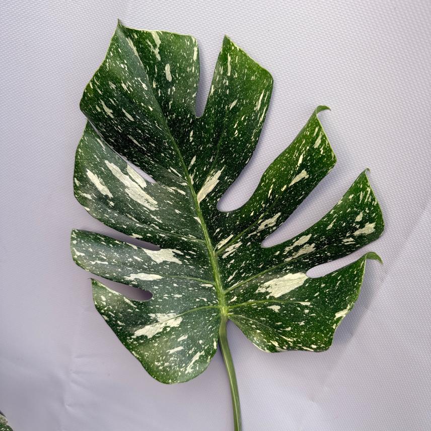 Monstera Thai Constellation XL 8