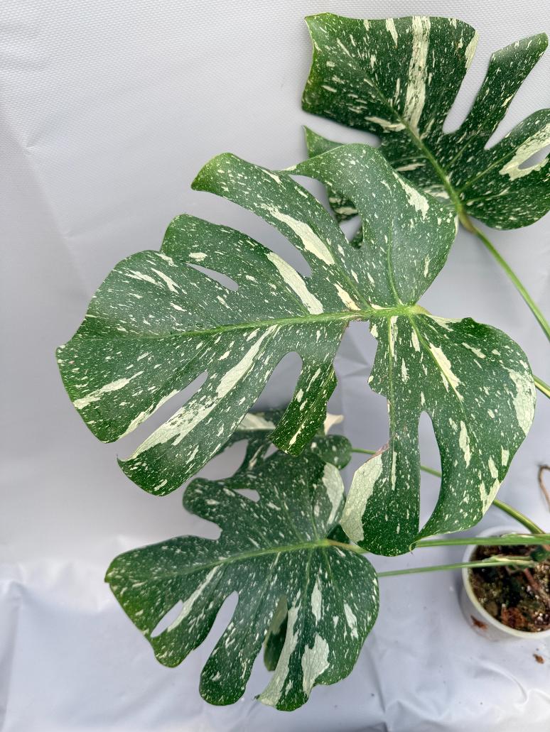 Monstera Thai Constellation XL 9