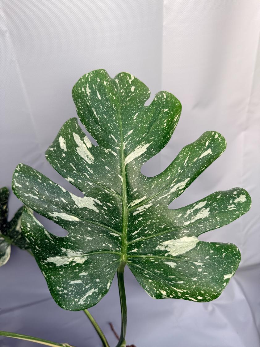 Monstera Thai Constellation XL 10