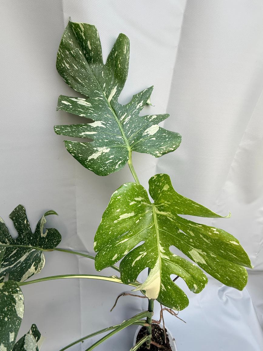 Monstera Thai Constellation XL 5
