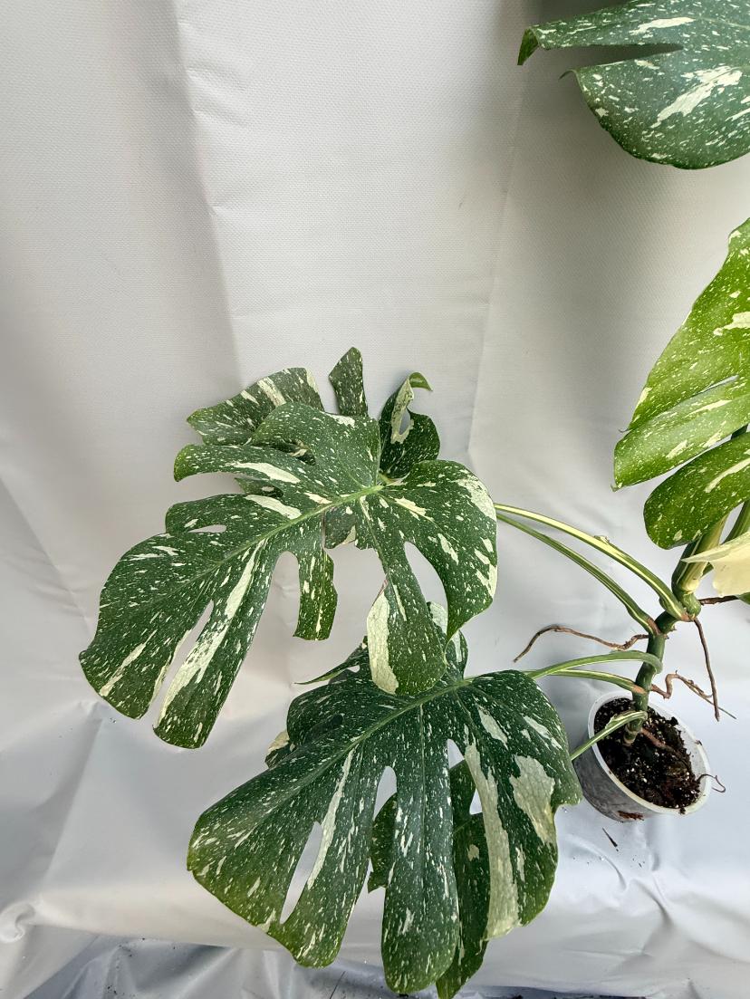Monstera Thai Constellation XL 6