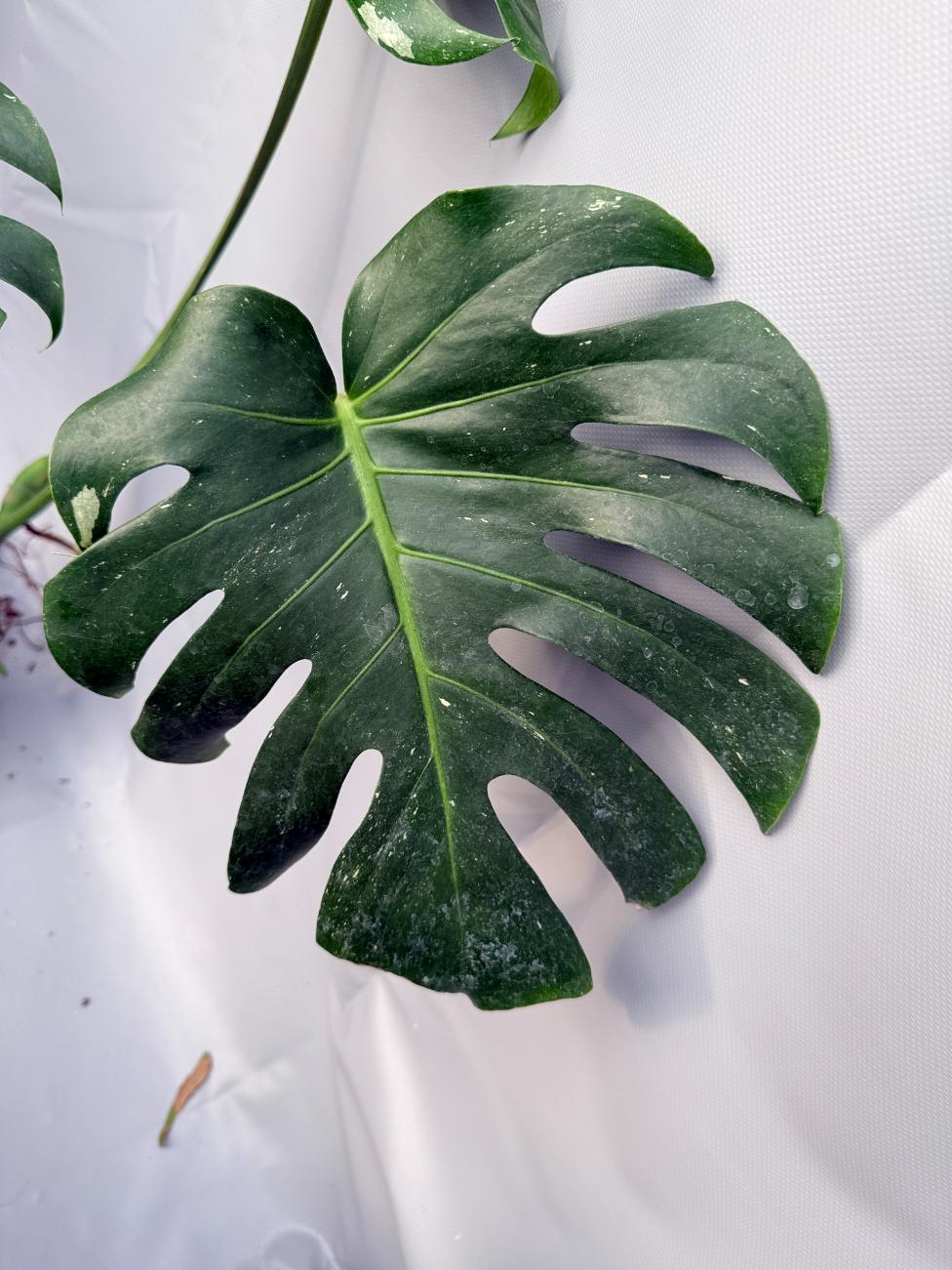Monstera Thai Constellation XL 5