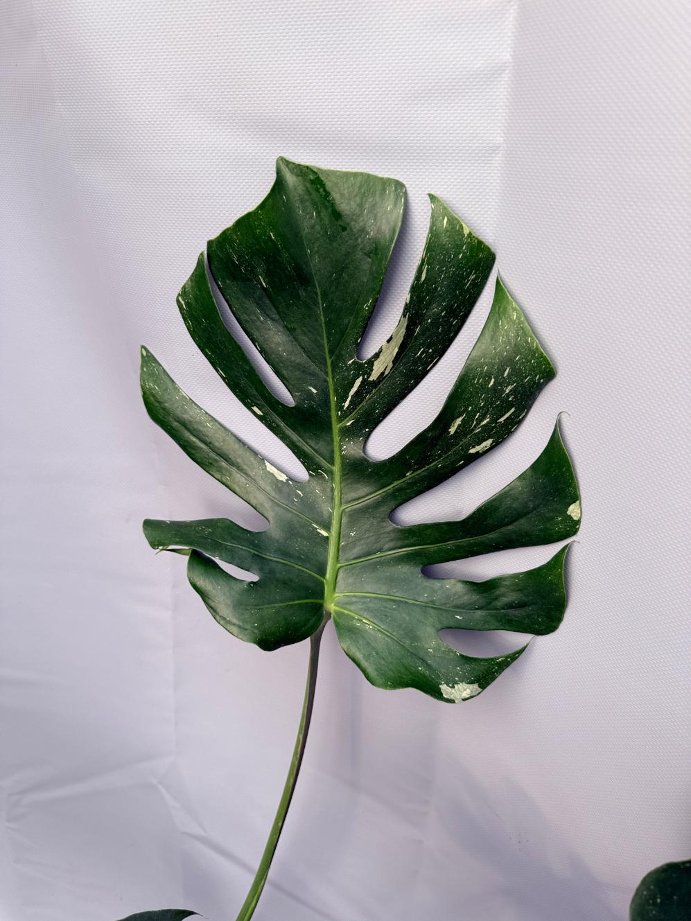 Monstera Thai Constellation XL 4