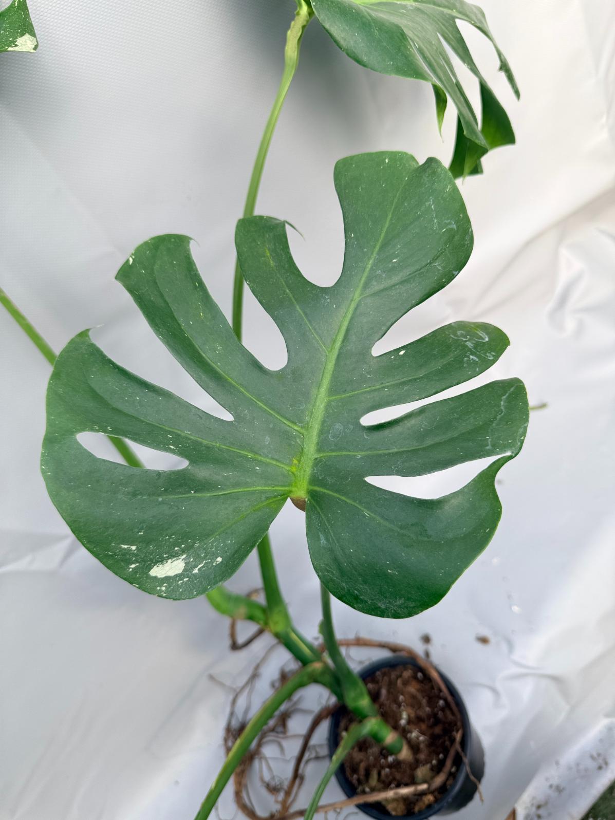 Monstera Thai Constellation XL 7