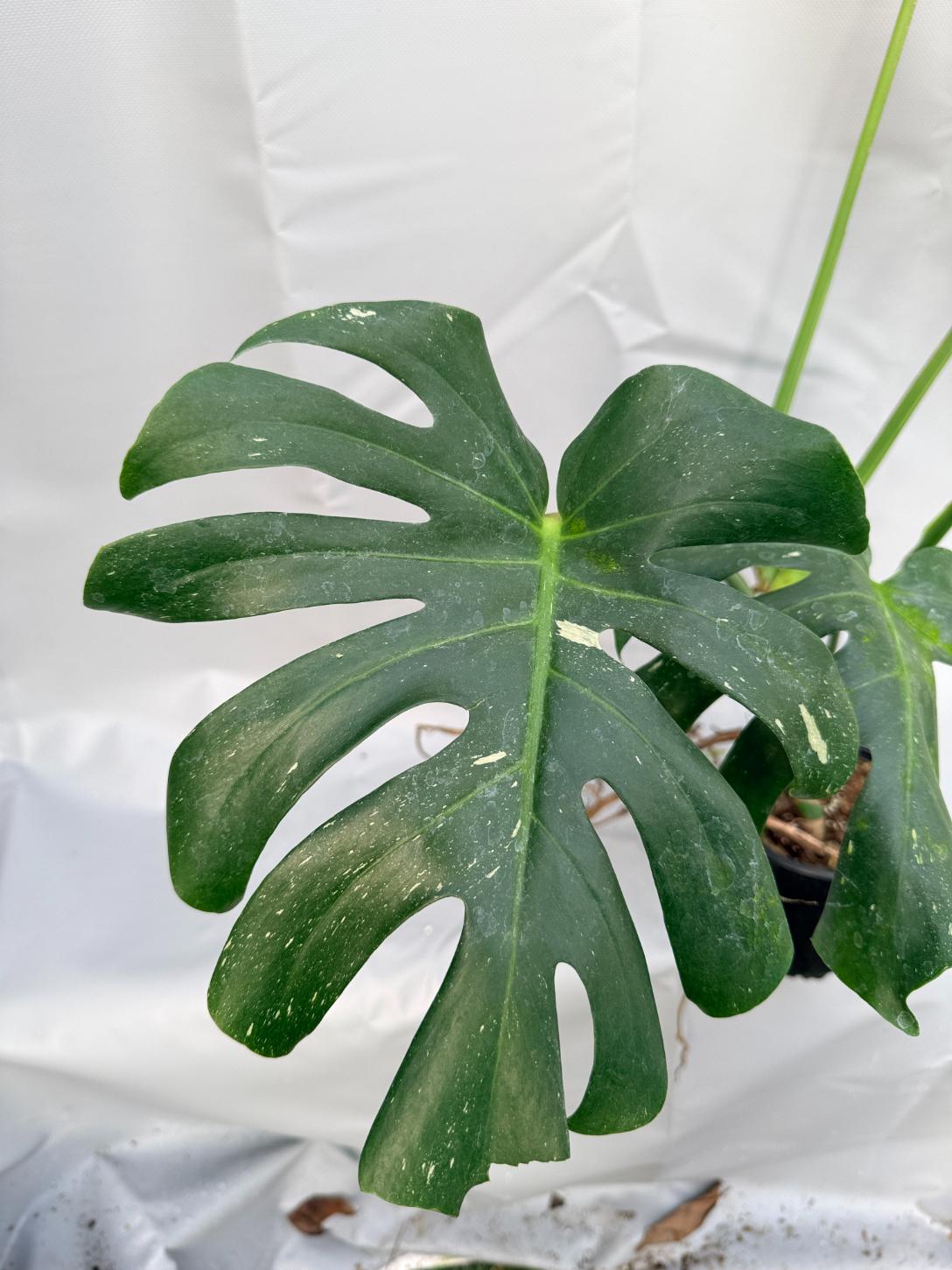 Monstera Thai Constellation XL 6