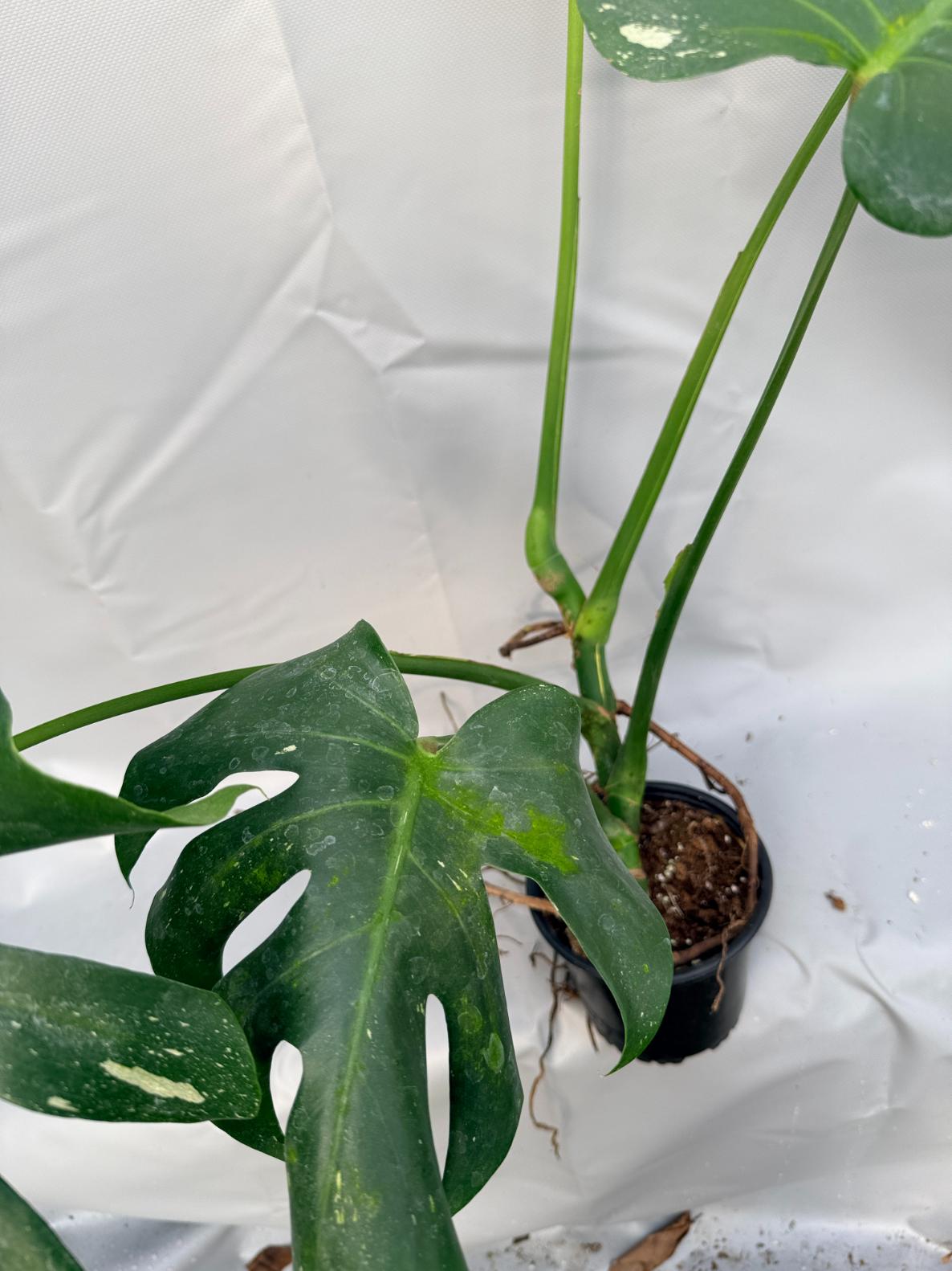 Monstera Thai Constellation XL 3