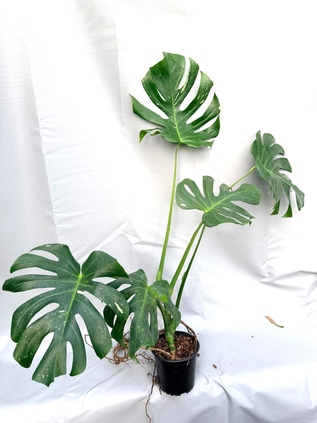 Monstera Thai Constellation XL 1