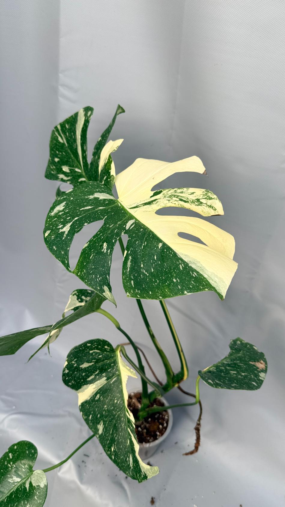 Monstera Thai Constellation XL 10