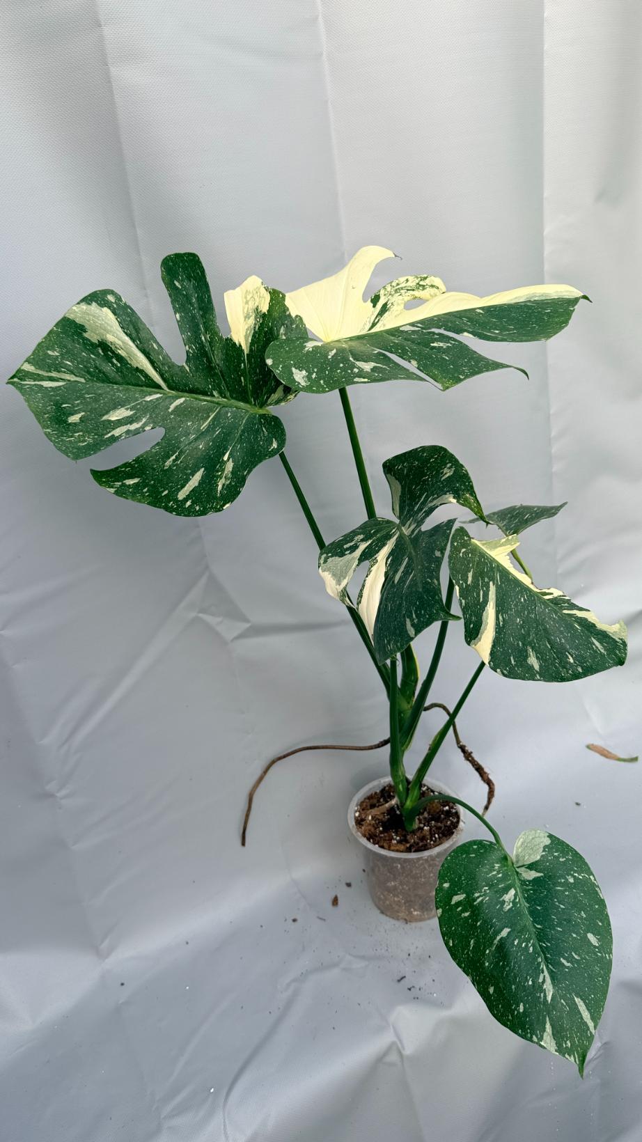 Monstera Thai Constellation XL 11