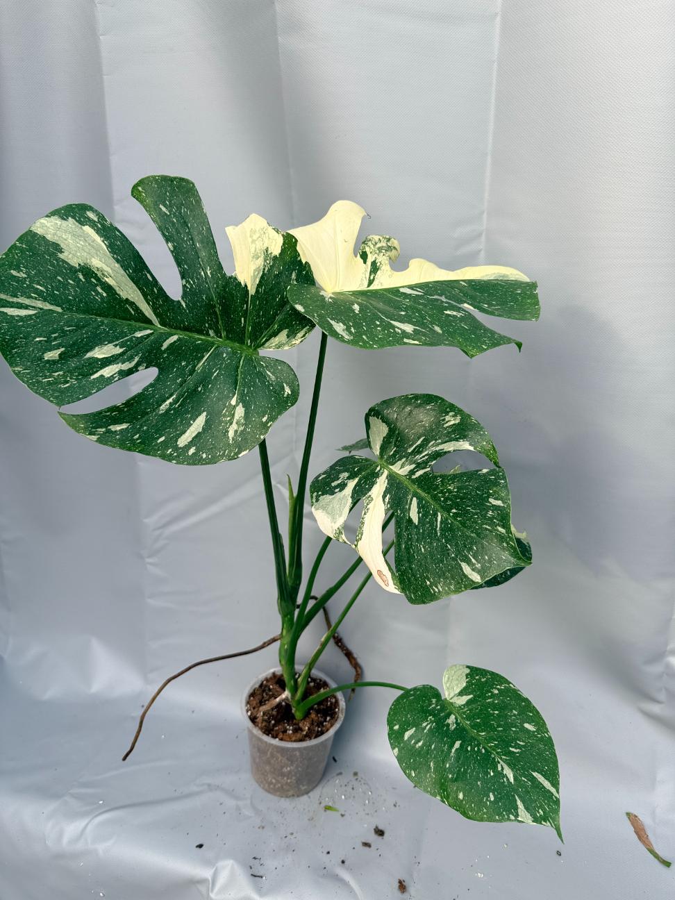 Monstera Thai Constellation XL 12