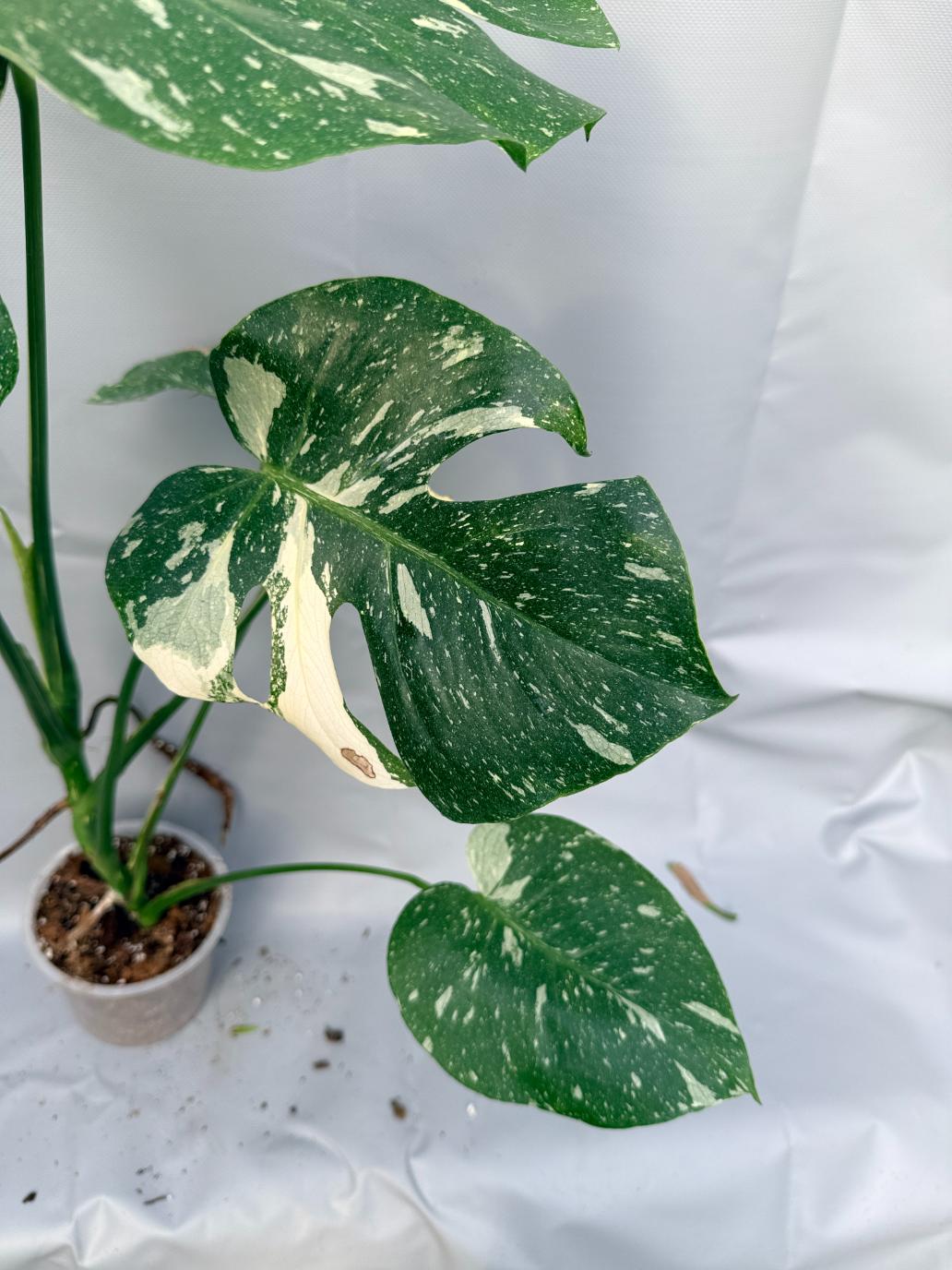 Monstera Thai Constellation XL 13