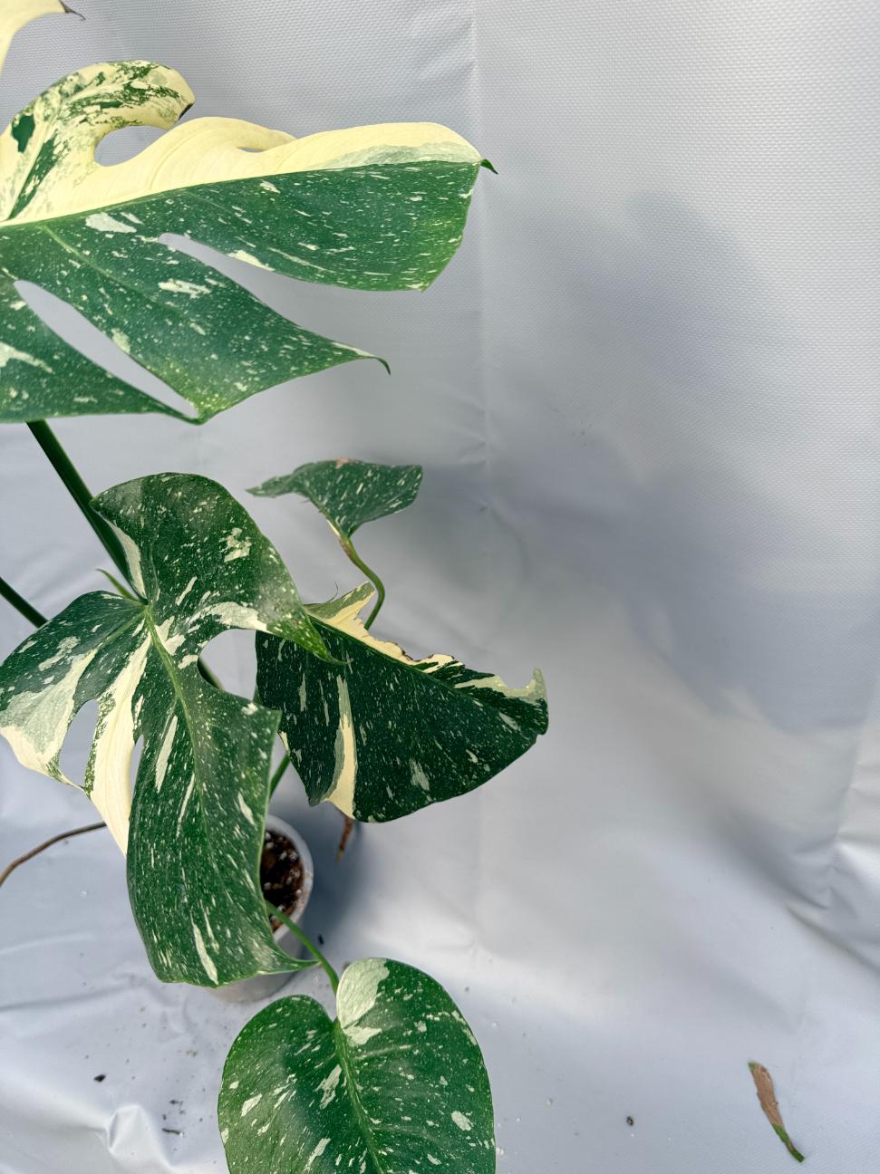 Monstera Thai Constellation XL 14