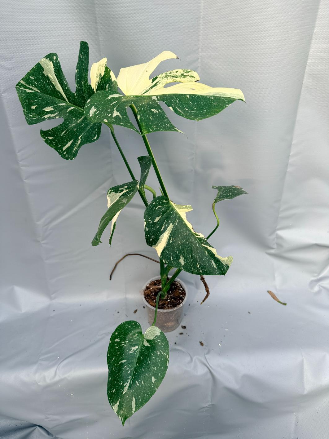 Monstera Thai Constellation XL 3