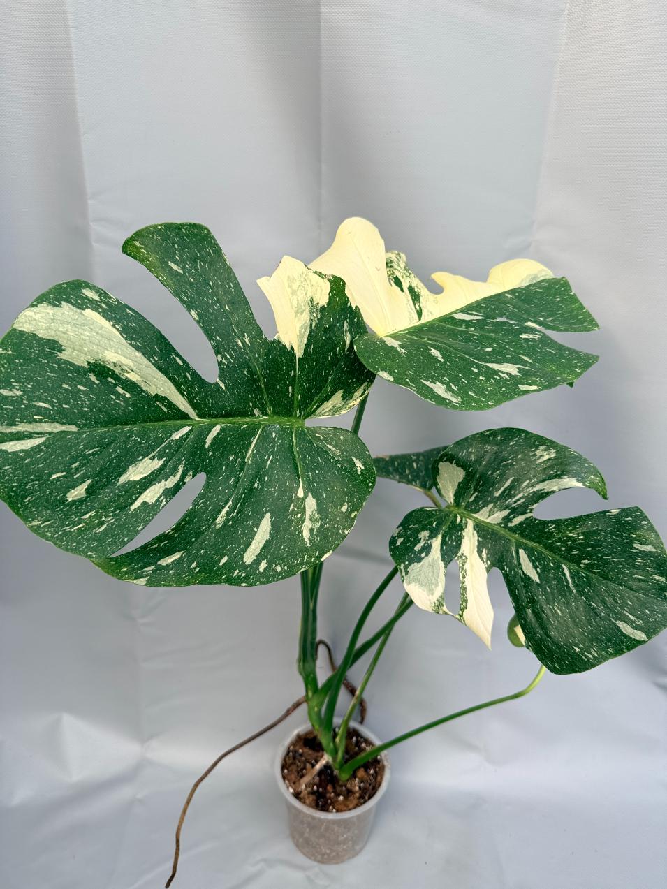 Monstera Thai Constellation XL 1