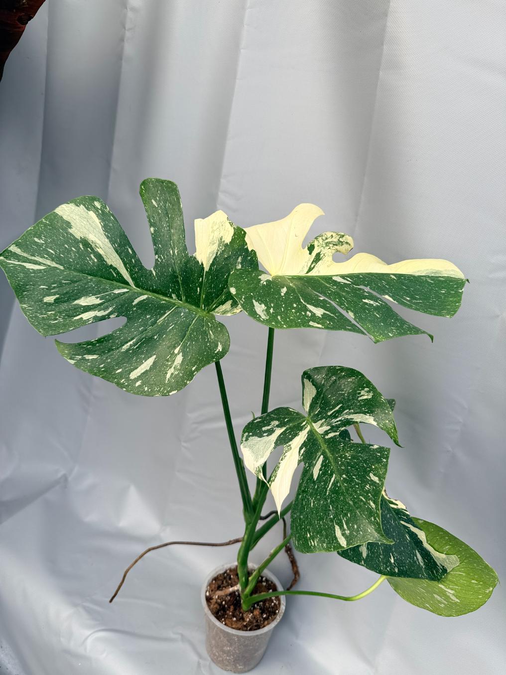 Monstera Thai Constellation XL 15