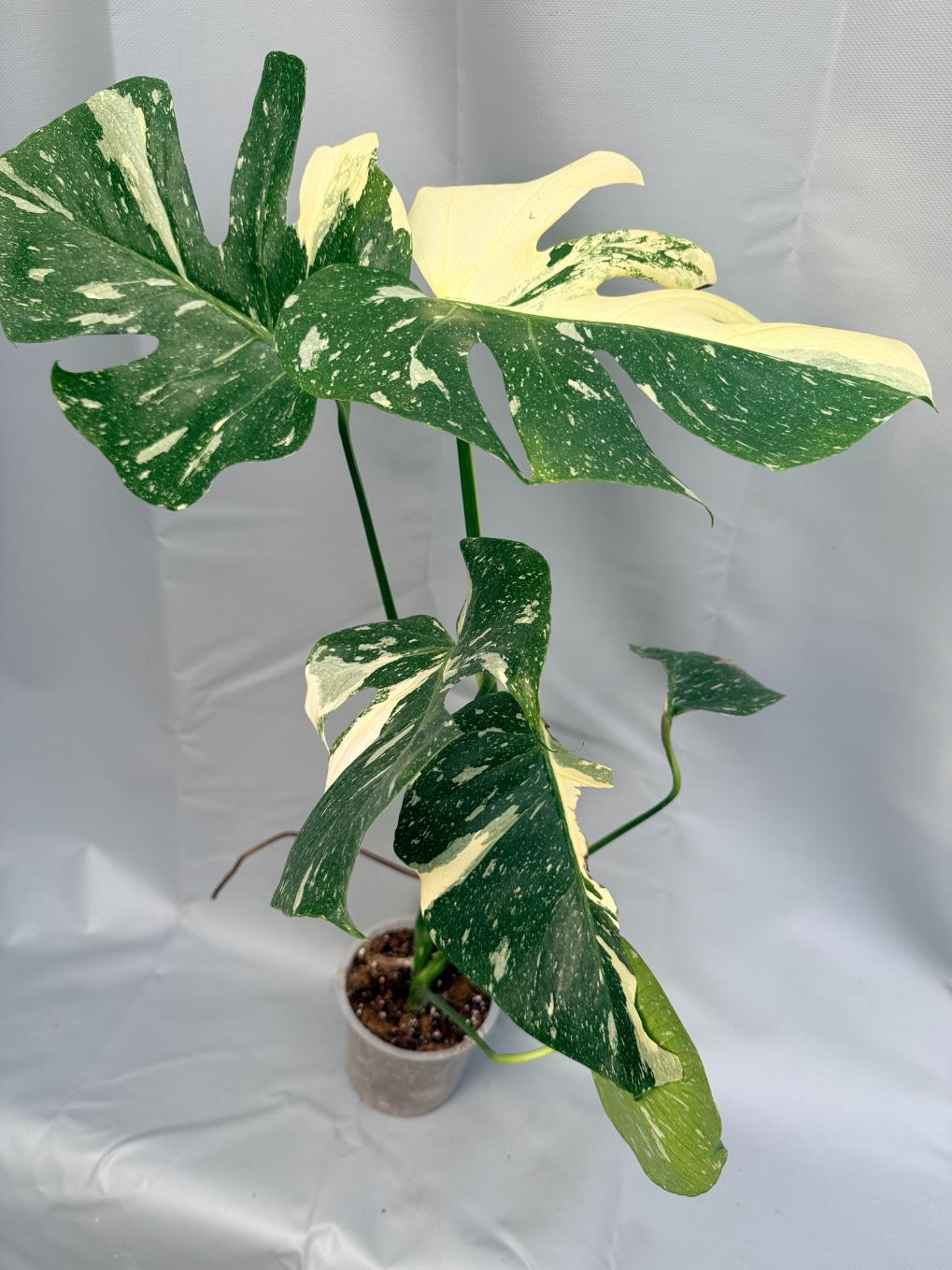 Monstera Thai Constellation XL 2