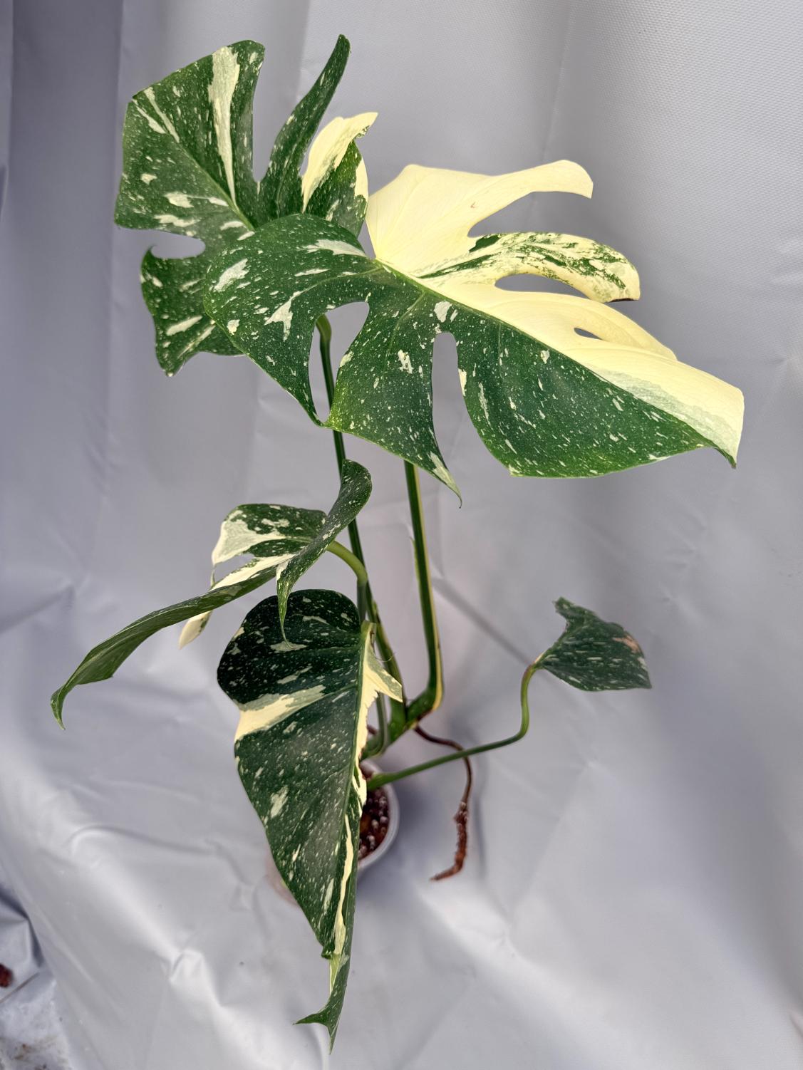 Monstera Thai Constellation XL 16