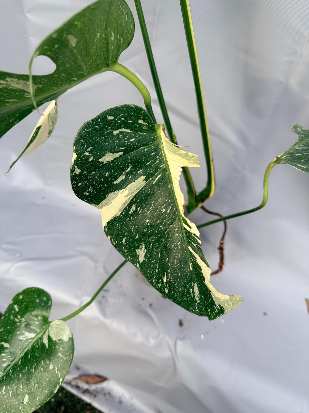 Monstera Thai Constellation XL 7
