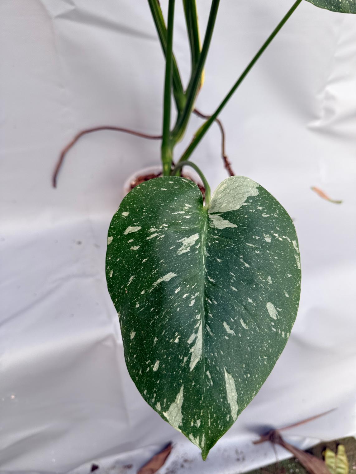 Monstera Thai Constellation XL 17