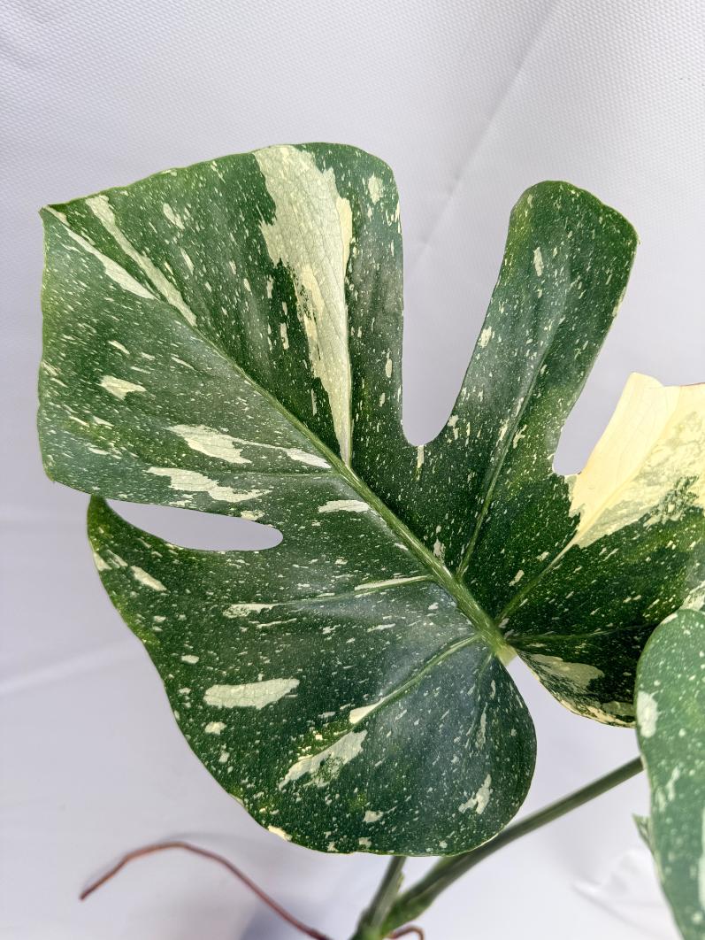 Monstera Thai Constellation XL 6