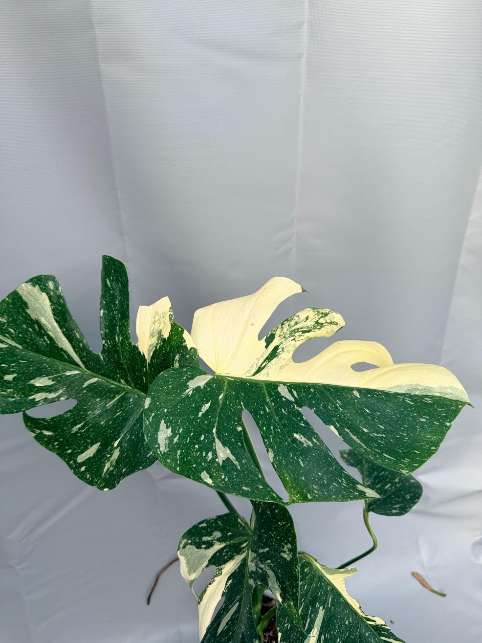 Monstera Thai Constellation XL 8