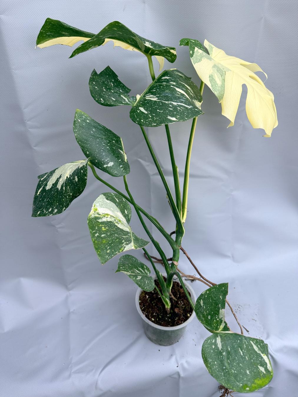 Monstera Thai Constellation XL 1
