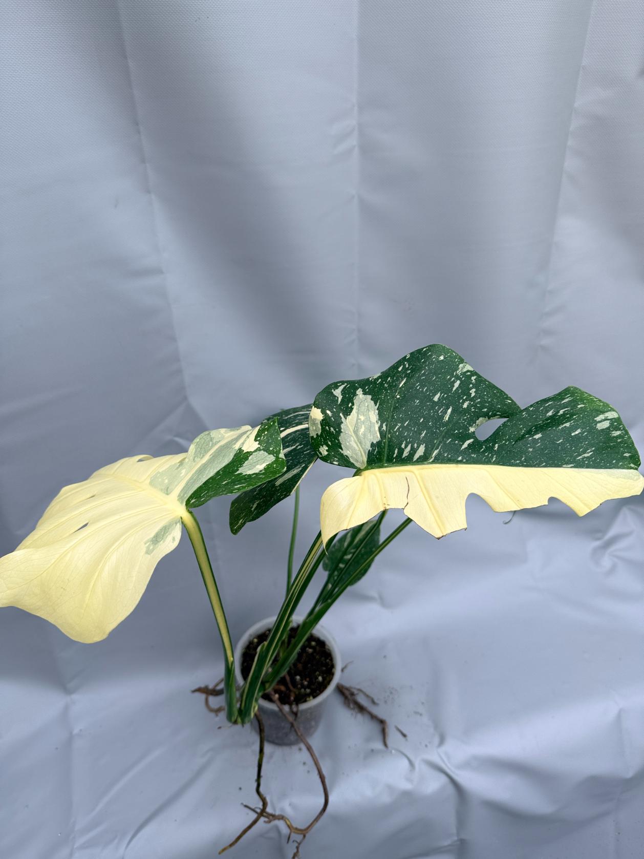Monstera Thai Constellation XL 3