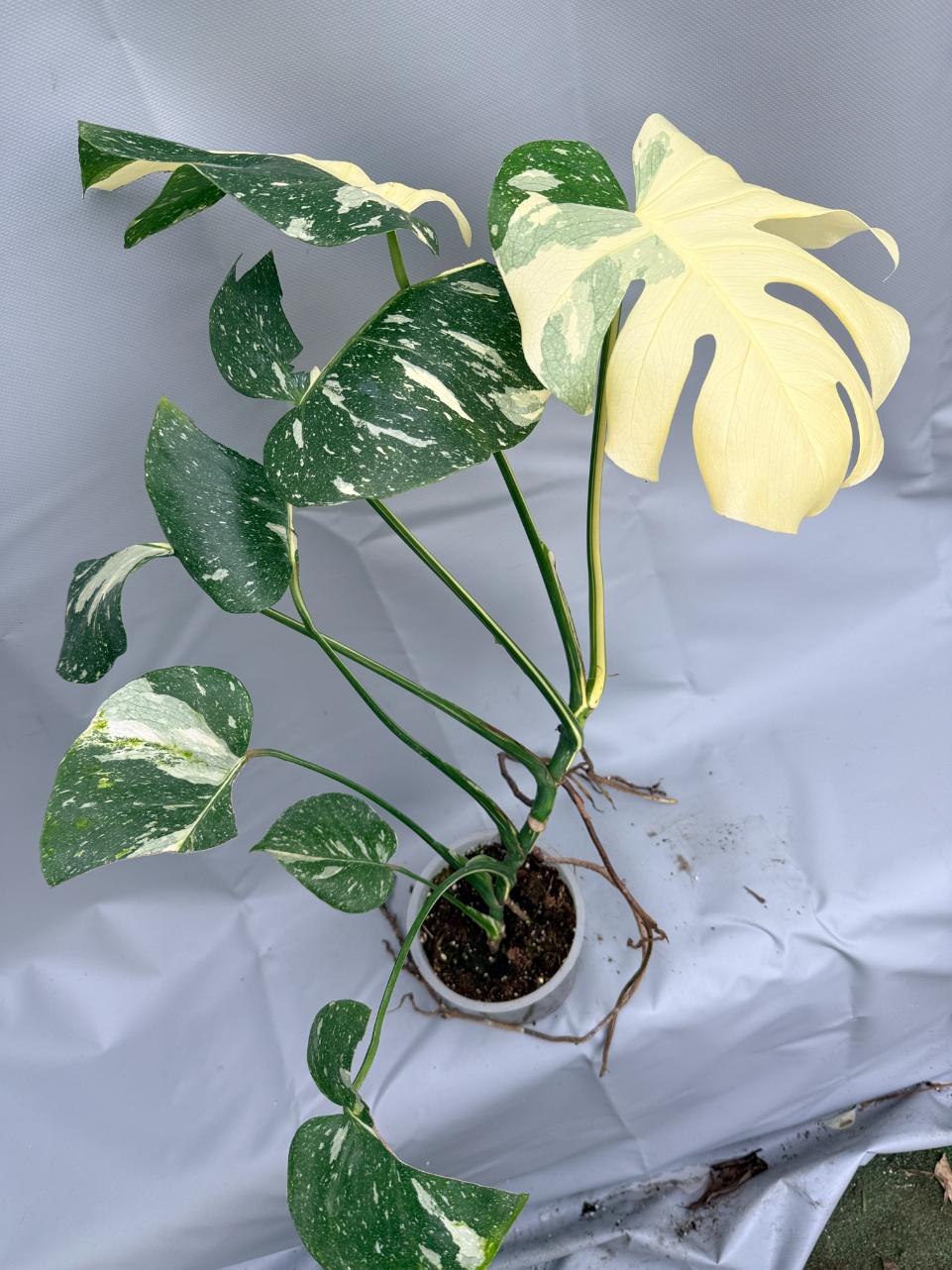 Monstera Thai Constellation XL 5