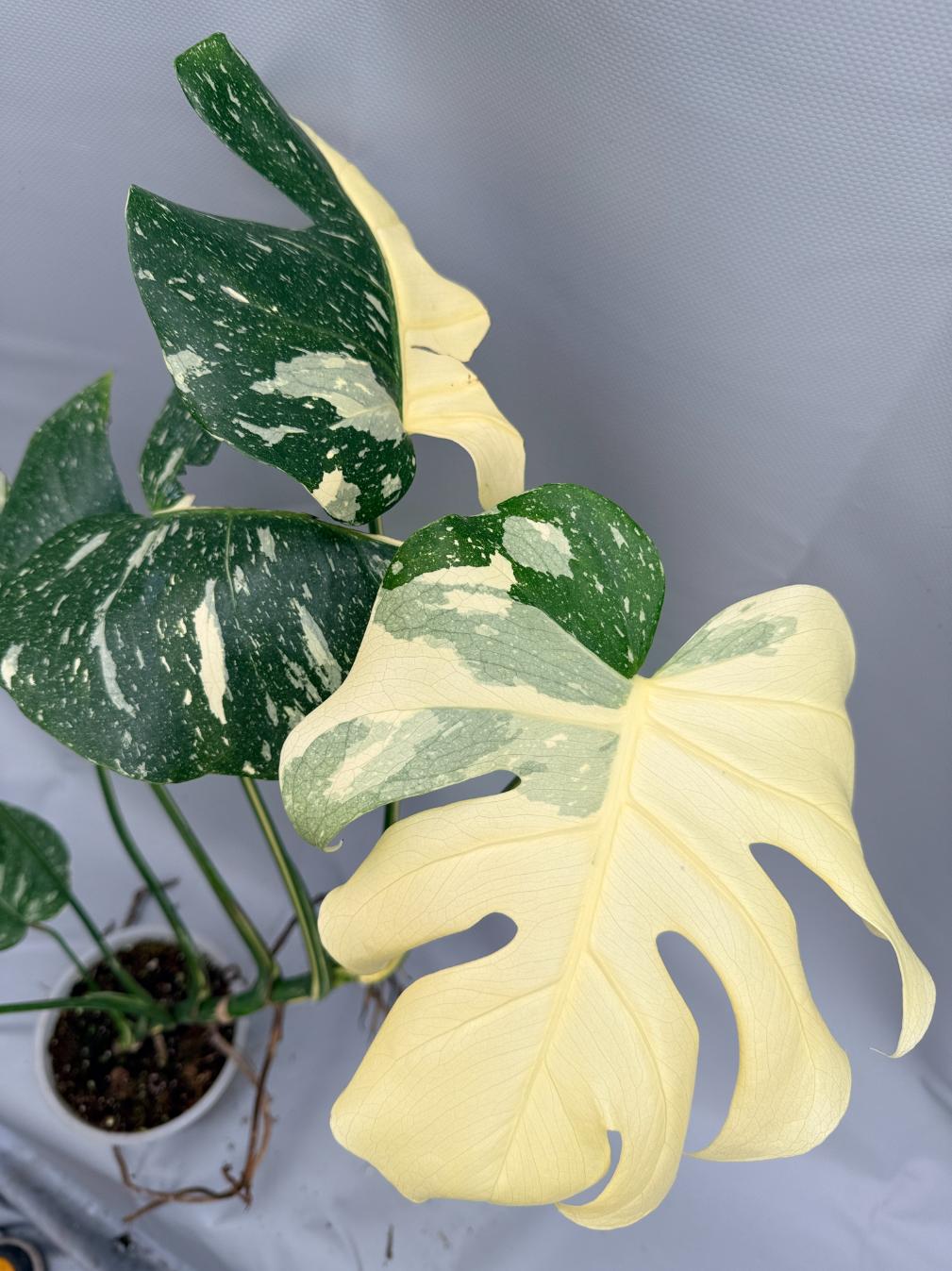 Monstera Thai Constellation XL 6