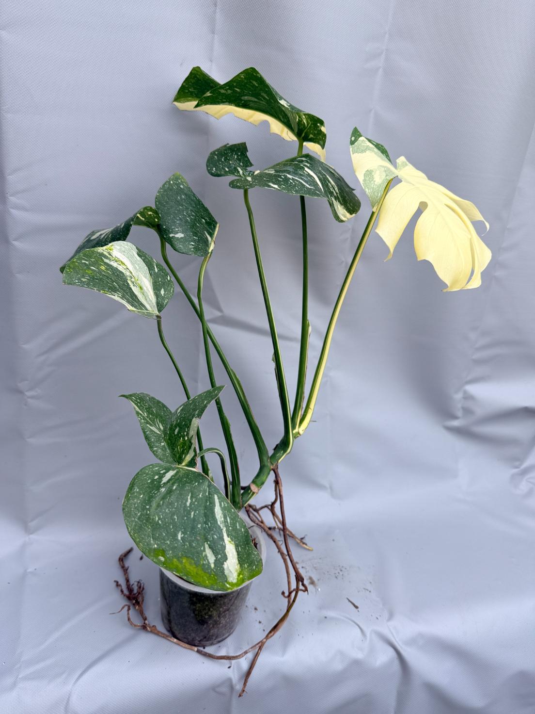 Monstera Thai Constellation XL 8