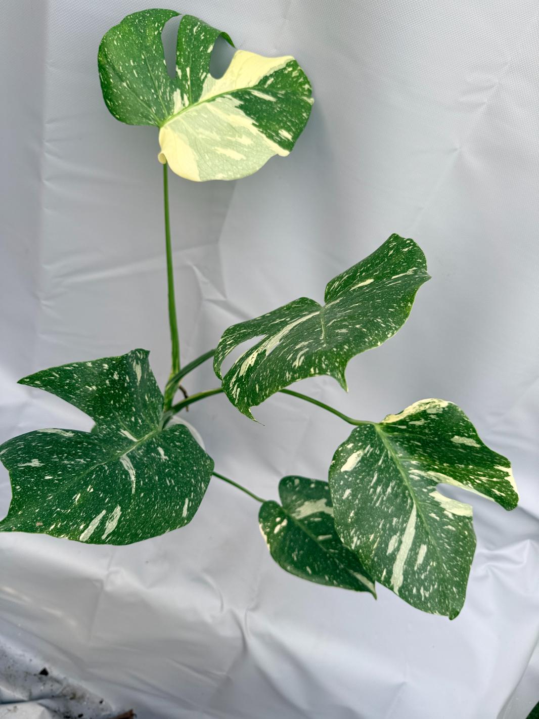 Monstera Thai Constellation XL1