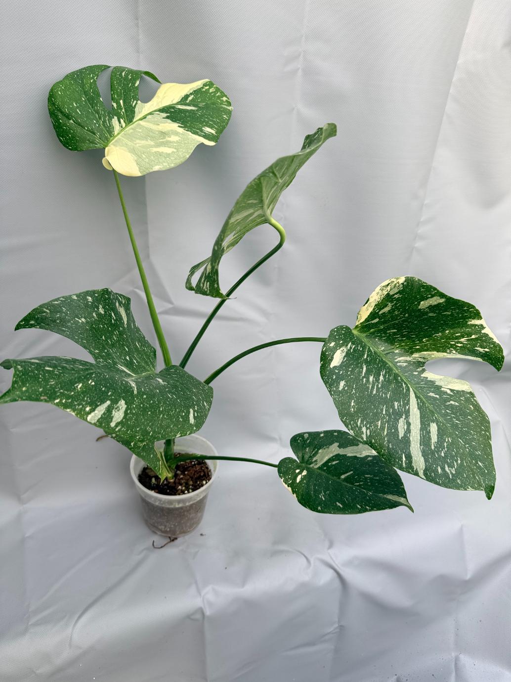 Monstera Thai Constellation XL4