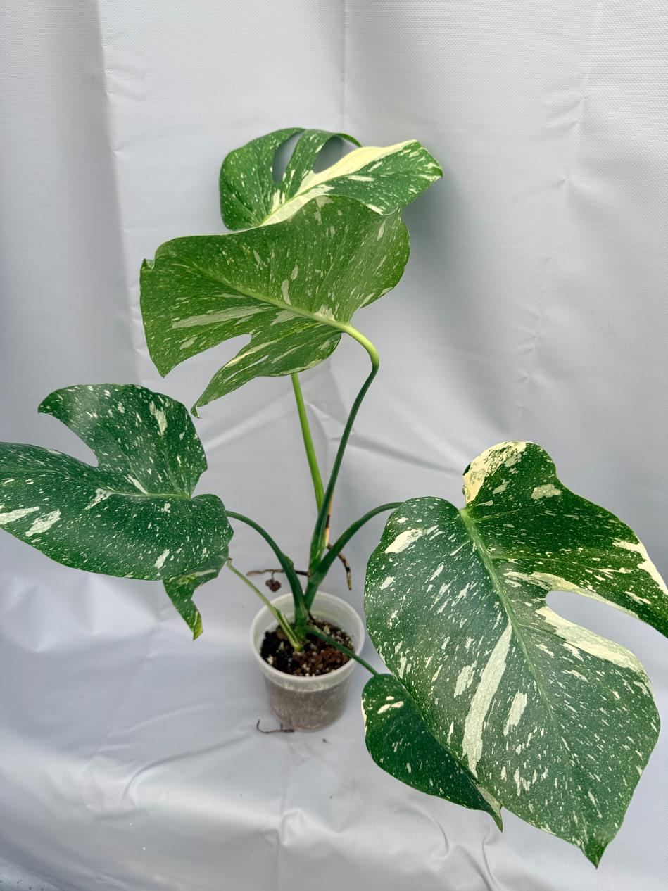 Monstera Thai Constellation XL5